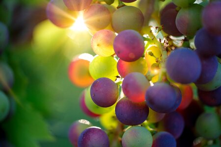 Fruit vines rebstock