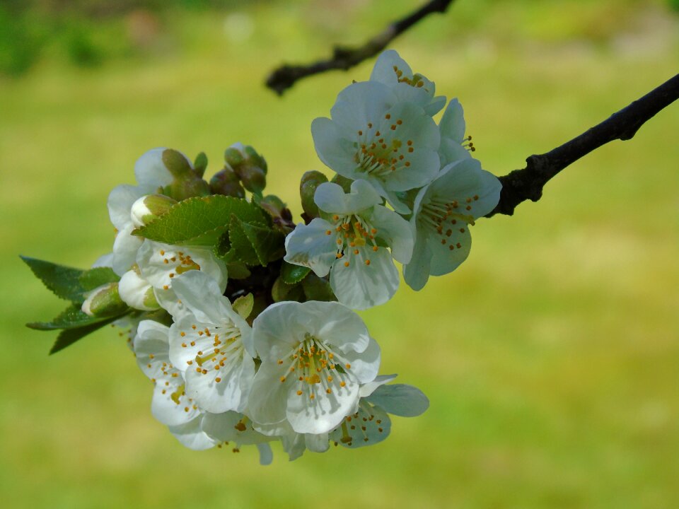 Blossom spring cherry tree
