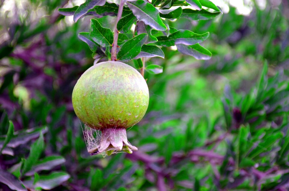 One pomegranate gradation