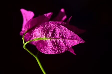 Bloom pink tender