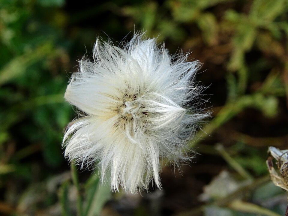 Nature plants transitional