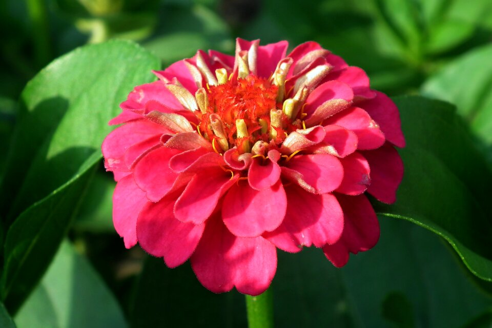 Closeup spring pink