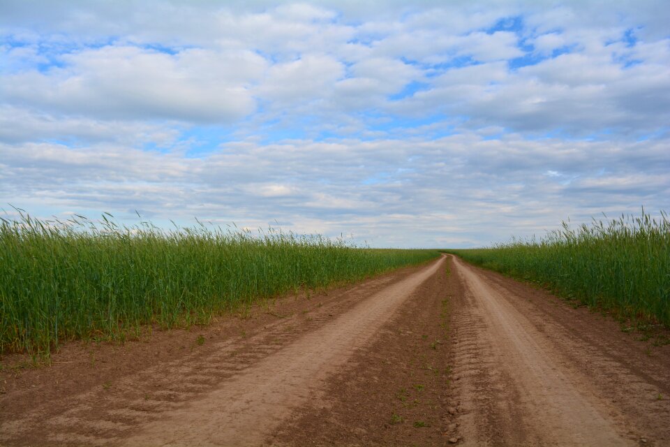Sky field in the summer of