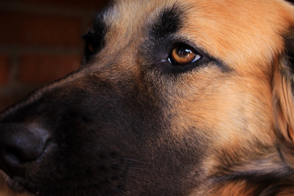Animalia portrait pet