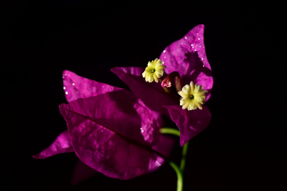 Bloom pink tender