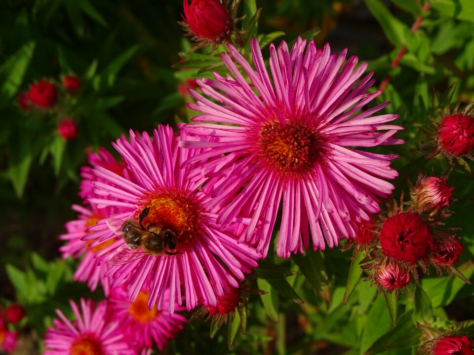 Flower garden nature