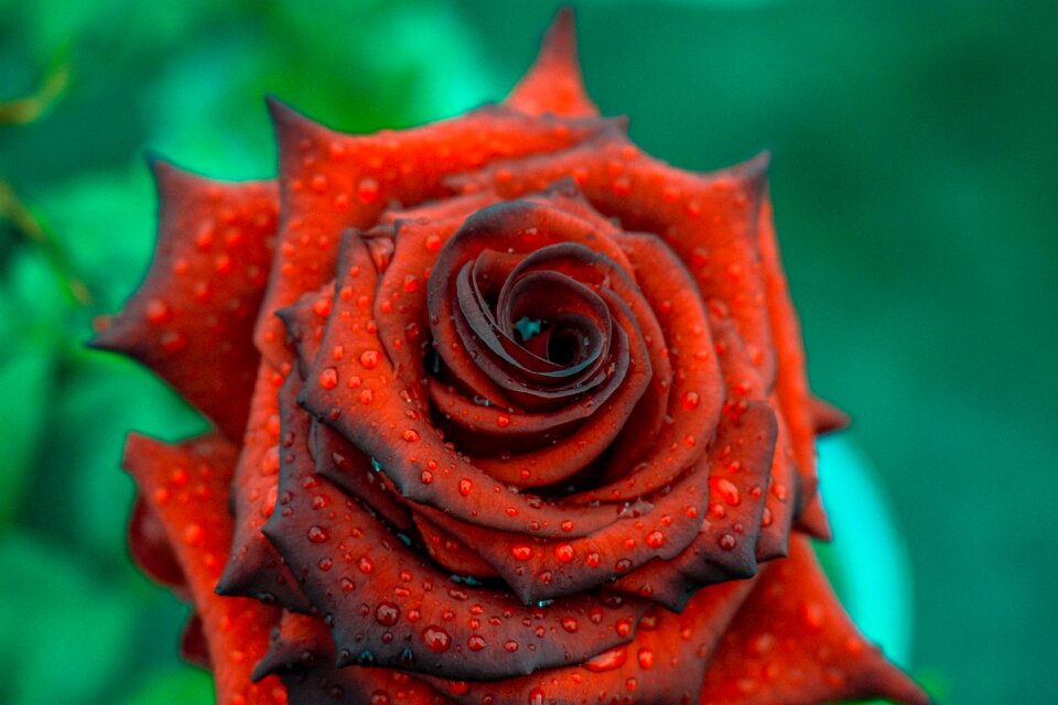 Nature garden beauty