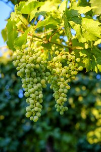 Rebstock wine vine