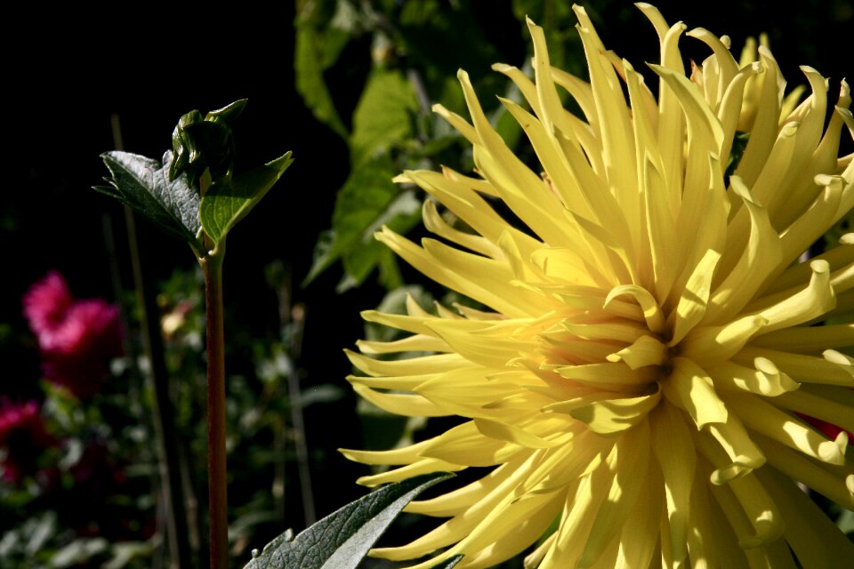 Blossom bloom yellow