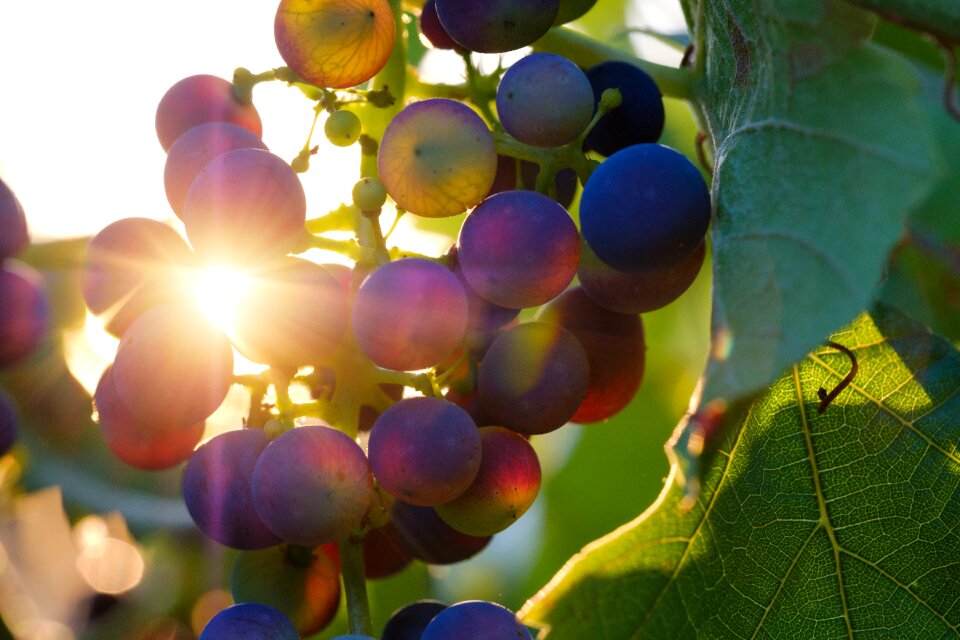 Fruit vines rebstock