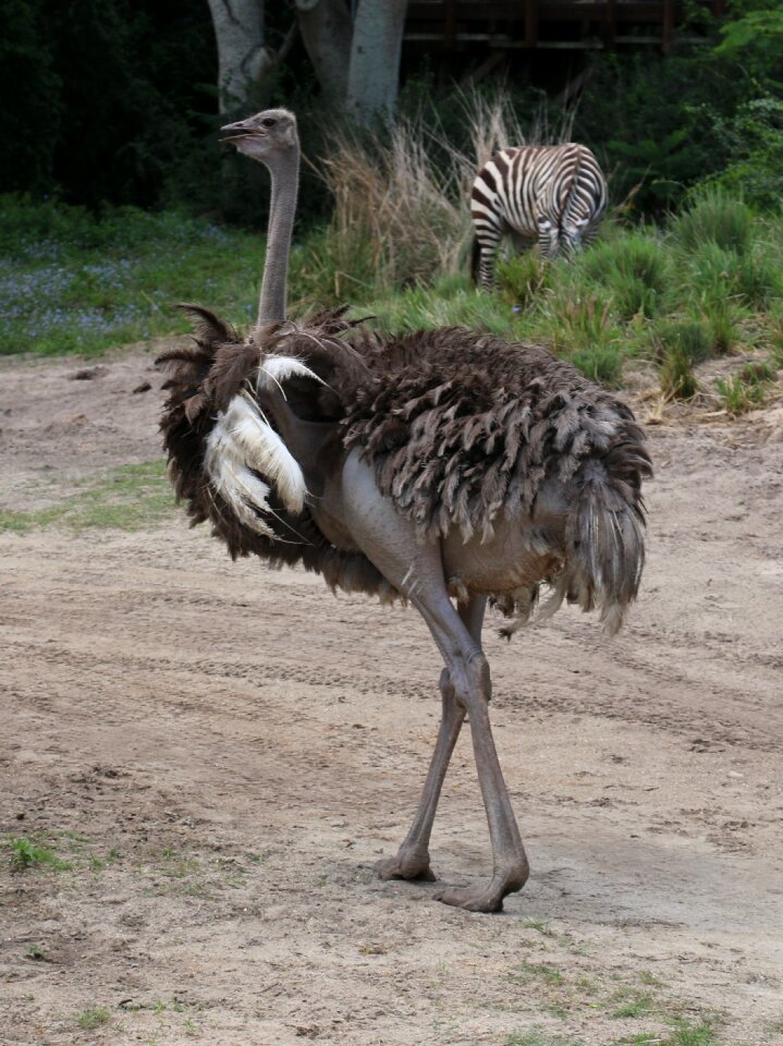 Ostrich birds nature