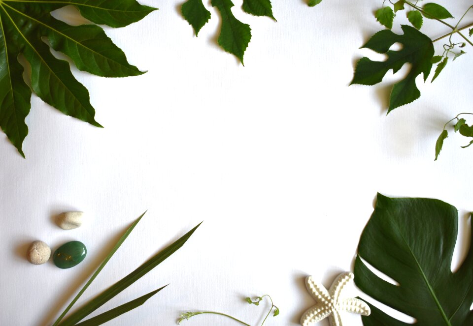 Exotic summer plants