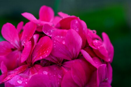 Water drops rain flower wet