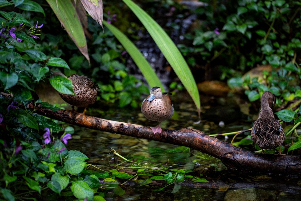Nature water bird plumage