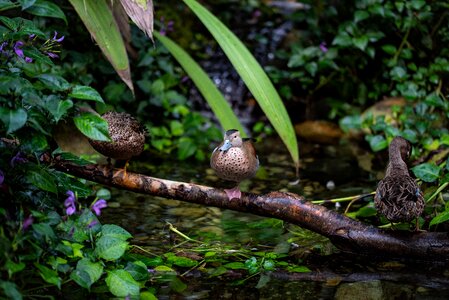 Nature water bird plumage