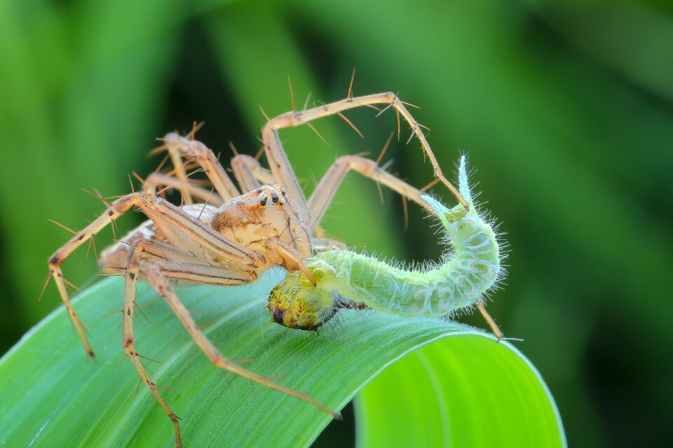 Nature spider green eating