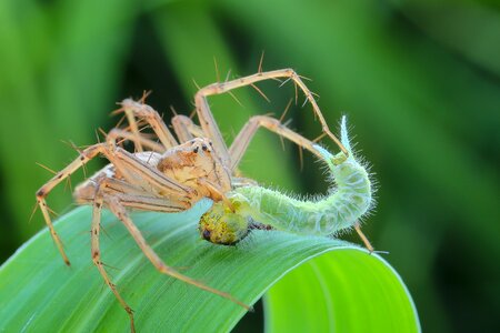 Nature spider green eating photo