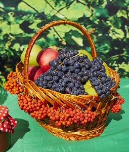 Fruit basket harvest