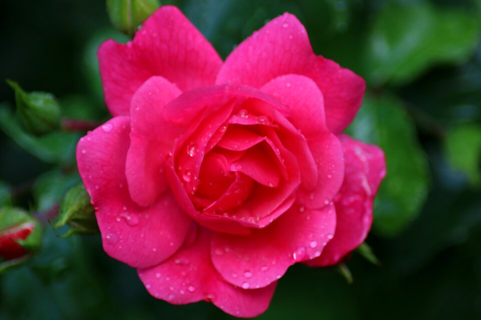 Flower flower garden bloom