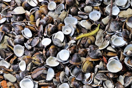 Beach nature brown