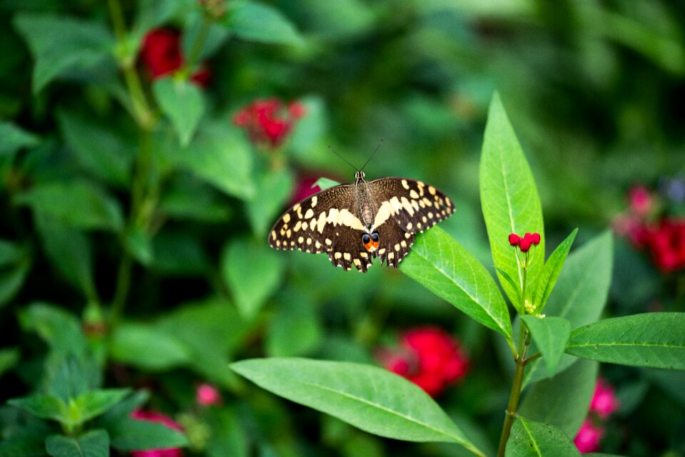 Wing animal world close up