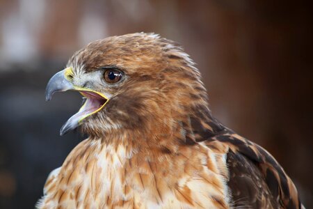 Bird of prey falcon raptor photo