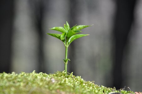 Green young plants nature