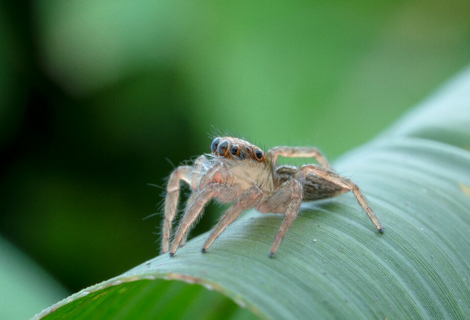Nature spider green eye