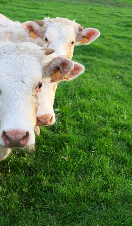 Milk mammal animal
