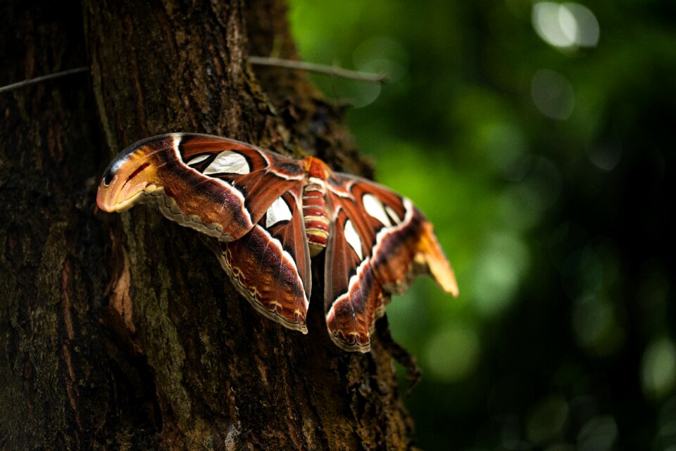 Wing animal nature