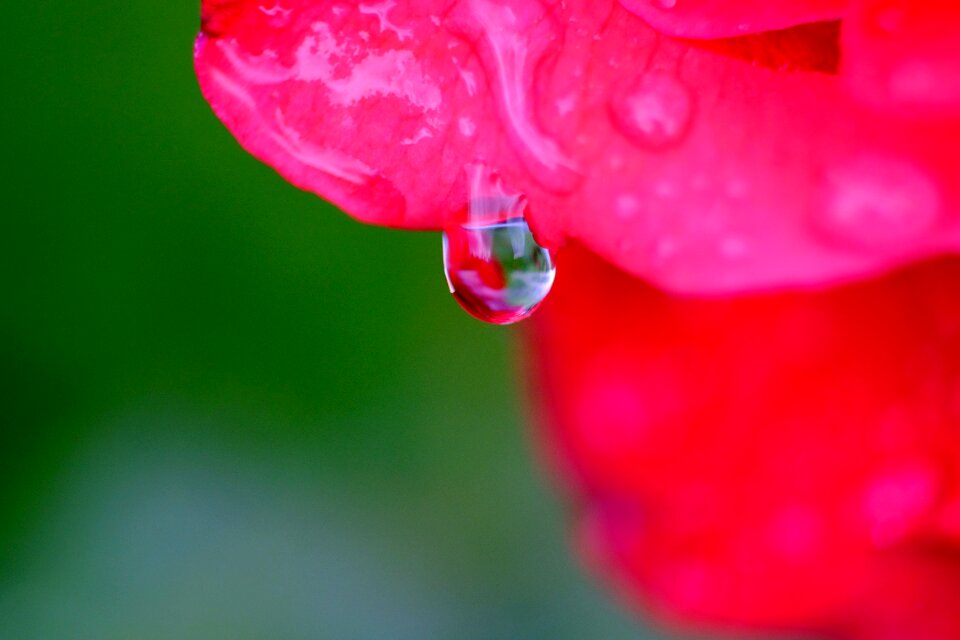 Macro drip red
