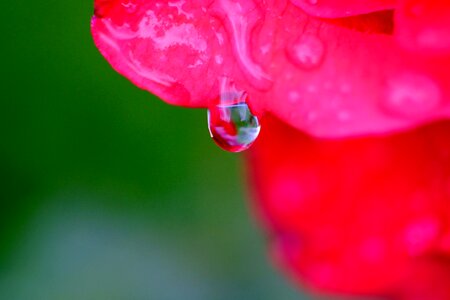 Macro drip red
