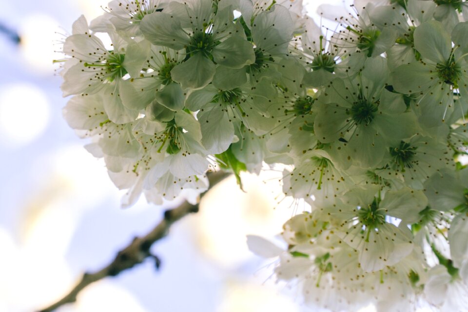 Petal tree flowers