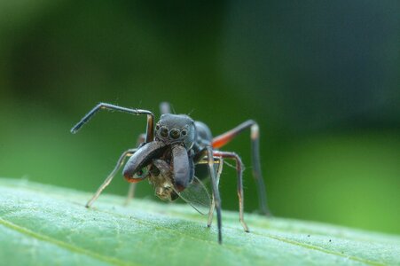 Nature spider green eye photo