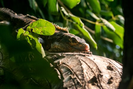 Iguana zoo scaly photo