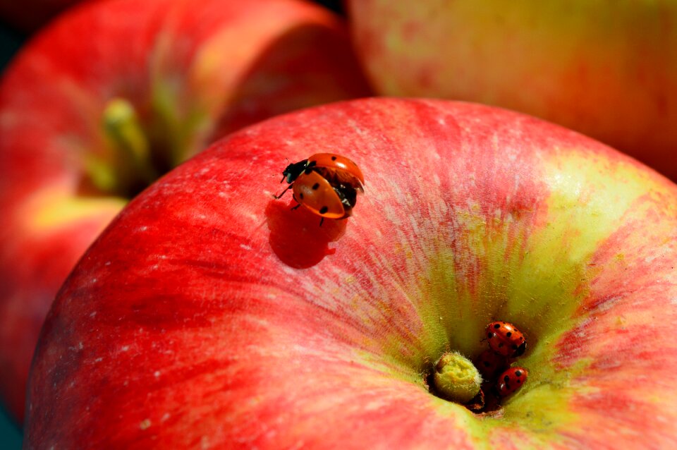 Ladybug fruit close up
