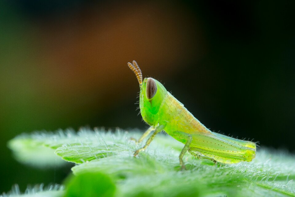 Eyes nature cricket