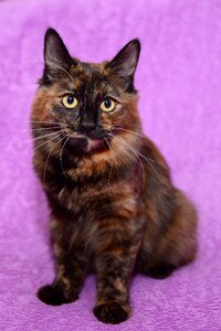 Cat bobtail animals