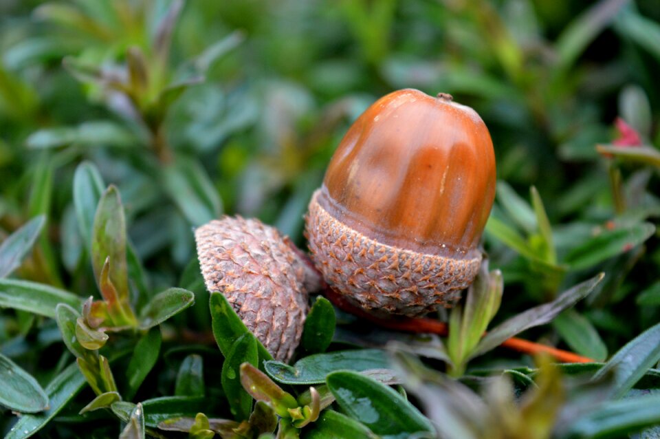 Green nature nut fruit of the oak