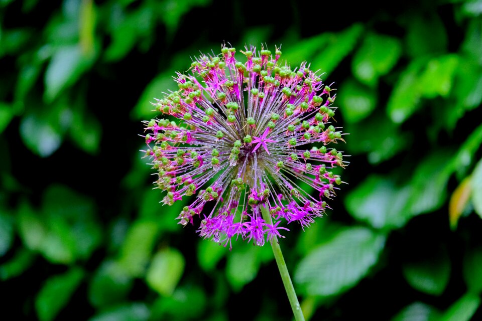 Bloom plant nature