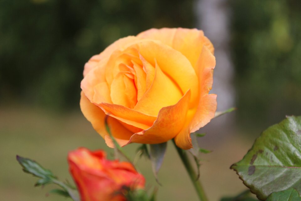 Bloom romantic floribunda
