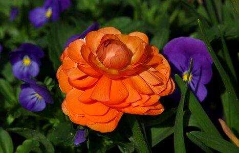 Nature orange close up