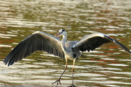 Wings hunting prey