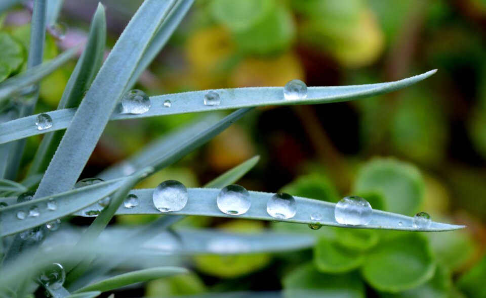 Leaves close up wet