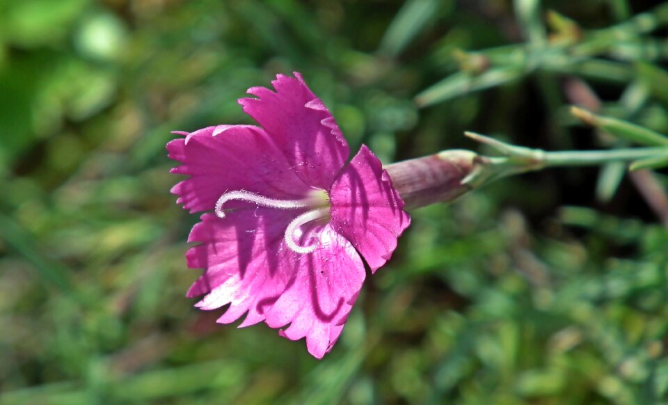 Garden blooming nature