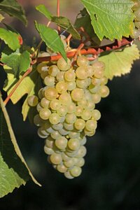 Vineyard wine winegrowing photo