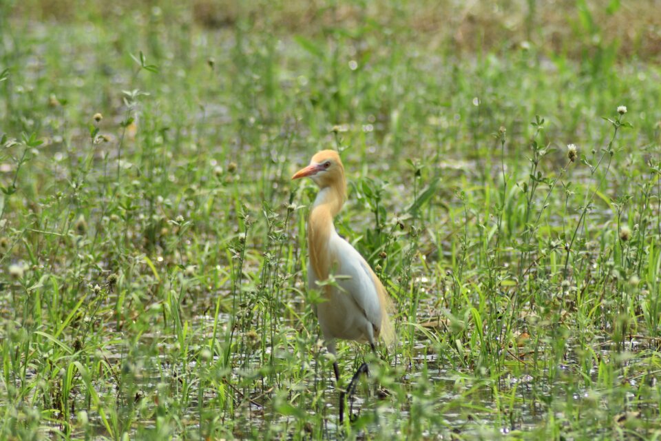 Wildlife wild nature