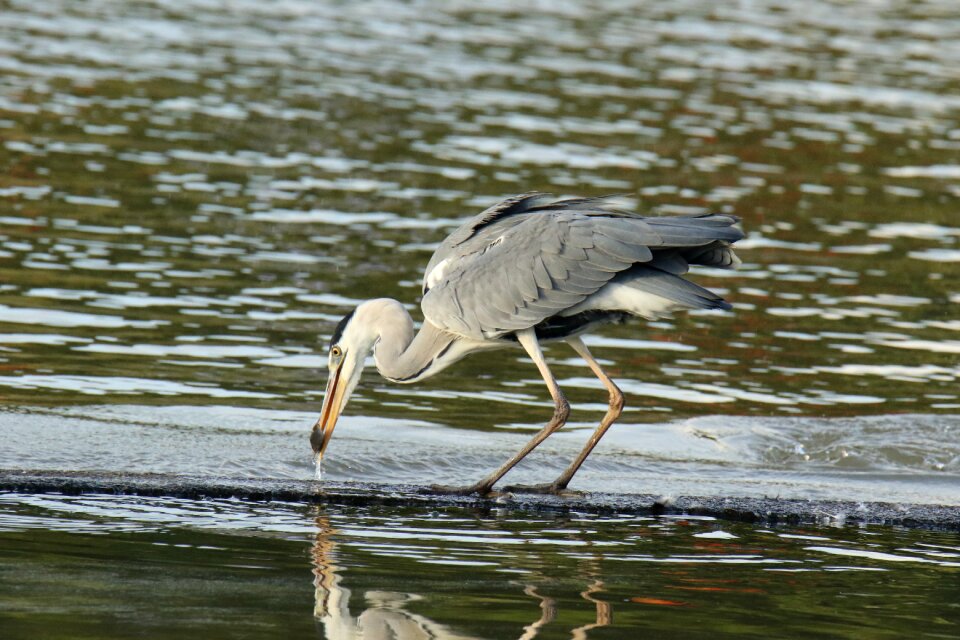 Prey small fish wildlife