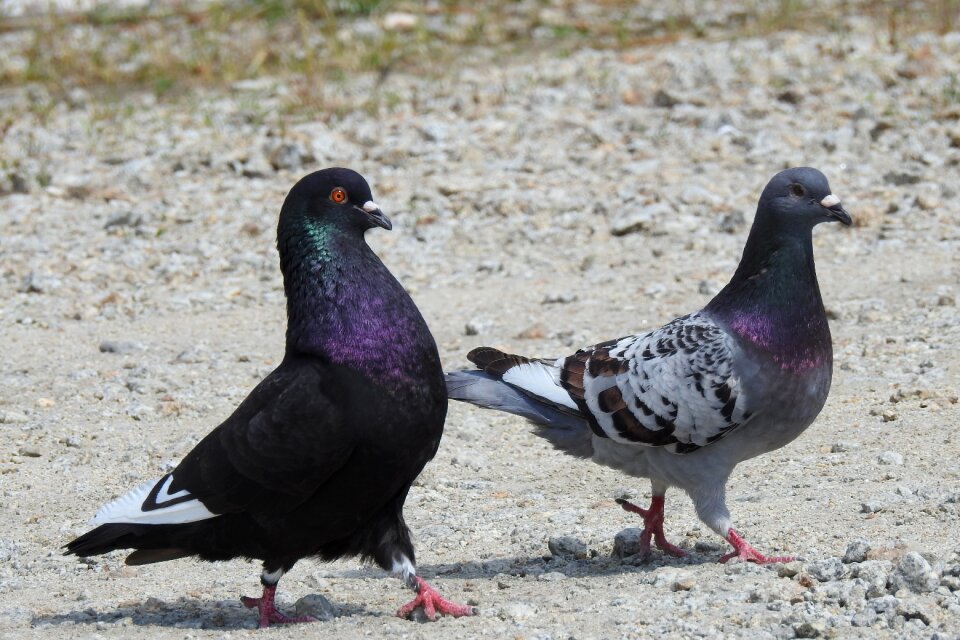 Animals sweethearts meeting