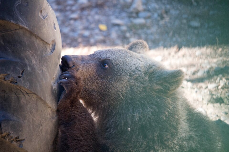 Wild animal zoo cute